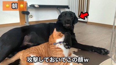 なぜか被害者面(笑)
