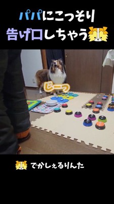 女性を見つめる犬