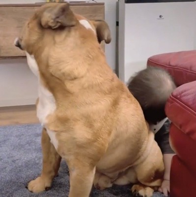 後ろを振り向く犬