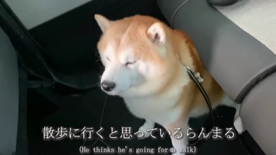 車でお散歩にでかけたら