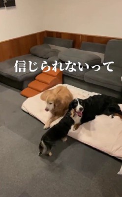 カイちゃんのことを思い出す…