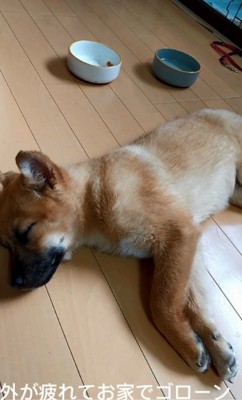 床で眠るラムちゃん