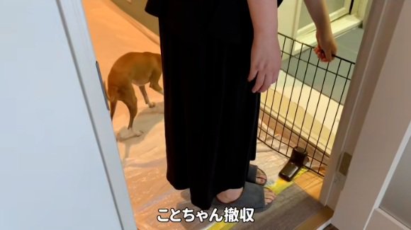 柵を置く飼い主さん