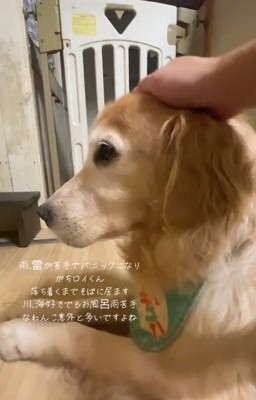 撫でられるロイくん