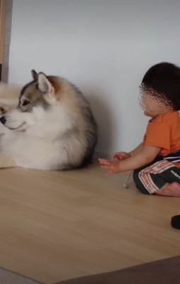 シベリアンハスキーを…