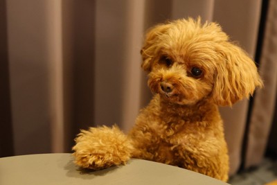 テーブルに手を乗せる