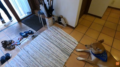 健気にお見送りする姿が切ない