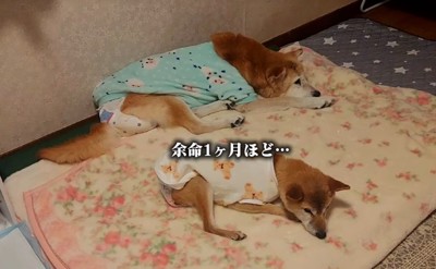 余命1カ月のクッキーちゃん