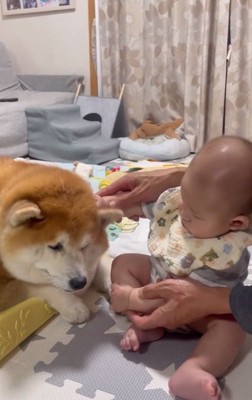 赤ちゃんに撫でられる柴雄くん