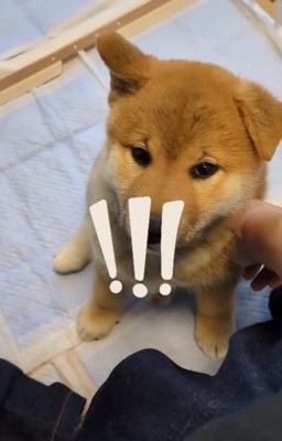 驚くおでんくん