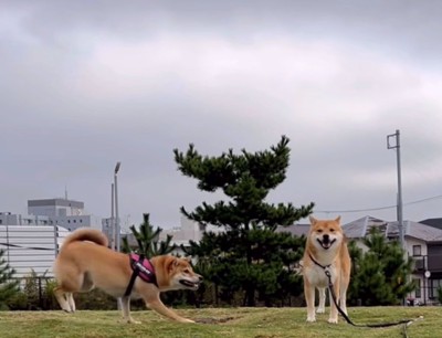 走ってくる柴犬と正面を向く柴犬