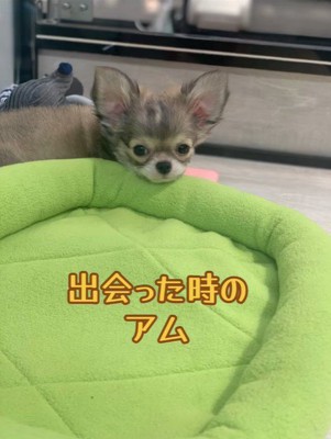 アム君の毛色の変化