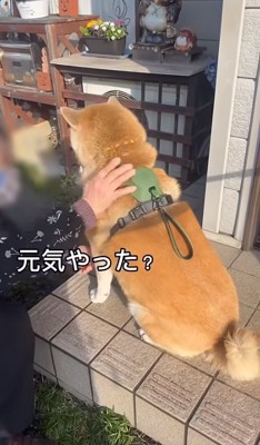 おもちくんに話しかけるおばあちゃん