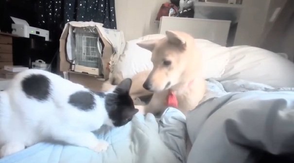 姿勢を低くするパンダちゃん