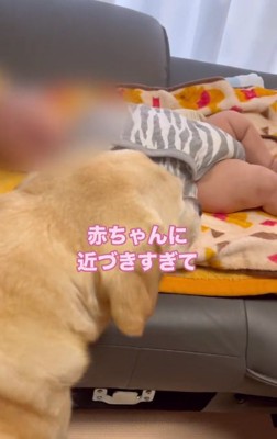 赤ちゃんに近づくベルちゃん