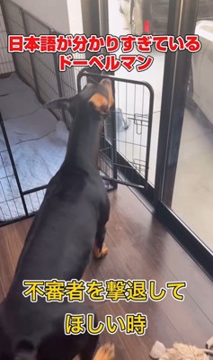 日本語を理解しすぎているルイくん⑩