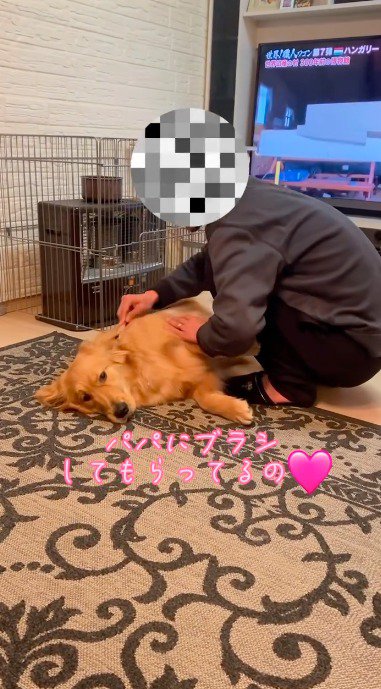 男性にブラッシングされる犬