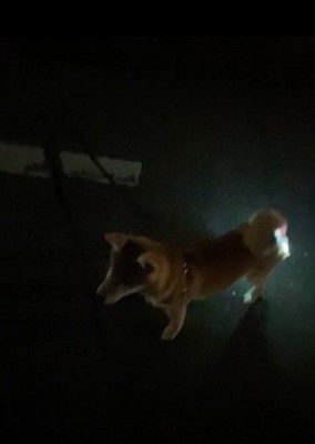 おしりが光る犬