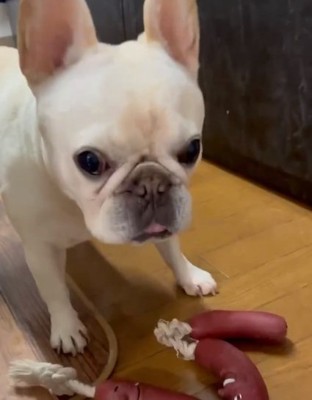 不服そうなアビーちゃん