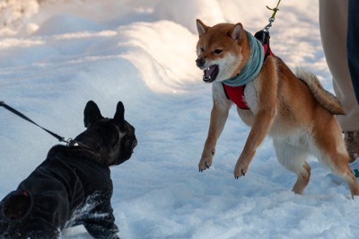 他犬を威嚇する柴犬