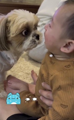 シーズーのもんじろうちゃん