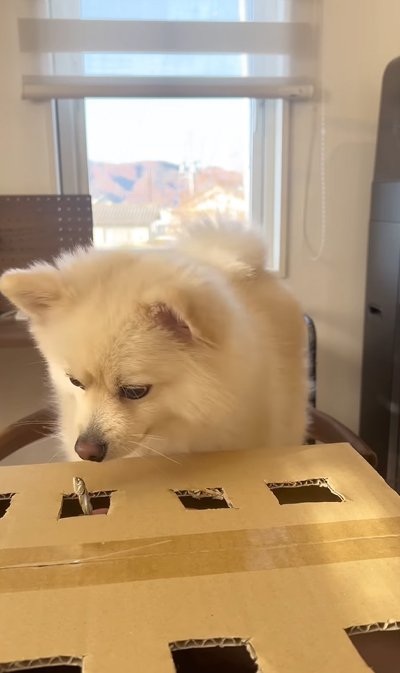 煮干しに興味津々の犬