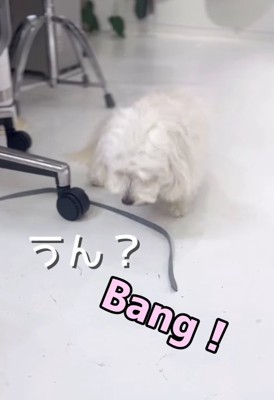 下を見ている白い犬