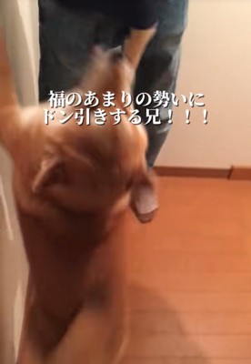ベッドの近くにいる2匹の柴犬