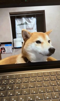 zoom会議中のみかんちゃん7