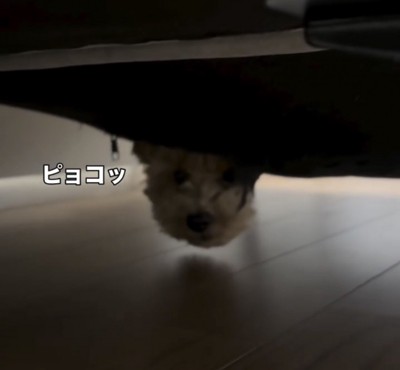 ソファの下から顔を出す犬