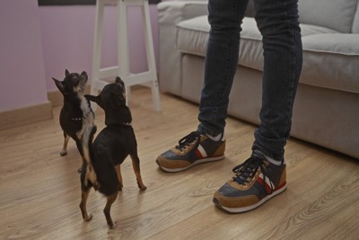 立ち上がった飼い主を見上げる二匹の犬