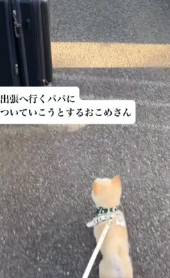 必死に後を追うおこめちゃん