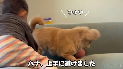 華麗に避けるハナちゃん
