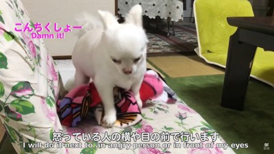 怒りをぶつけるコハクくん2