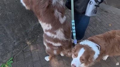 興味のないリーリエちゃん