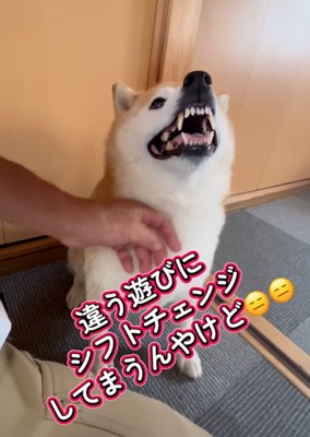 顎の下を撫でられる柴犬