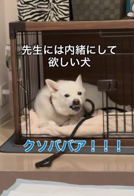 ハウスの中で怒る犬