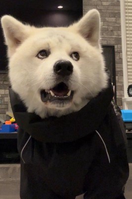 「本気か…？」