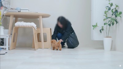 飼い主さんも大喜び