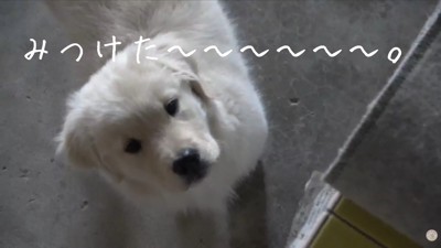 ようやく発見！