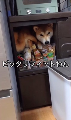 掃除機を怖がるゆきちゃん5