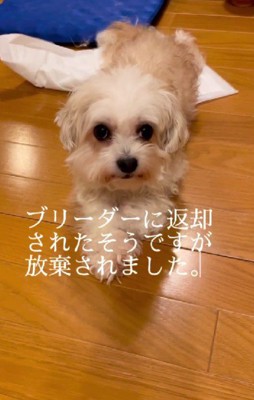 ブリーダーも飼育を放棄