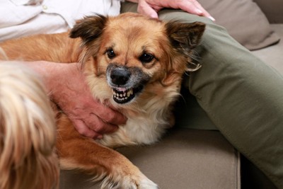 飼い主に寄りかかりながら歯を剥き出す犬