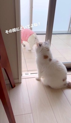 うどん君とあられちゃんの愉快なやり取り7