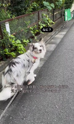 ルークくんの道案内