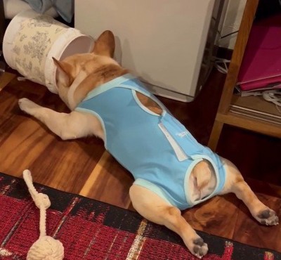 足を広げて眠る犬
