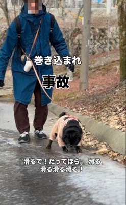 凍った地面の上を歩くパグ
