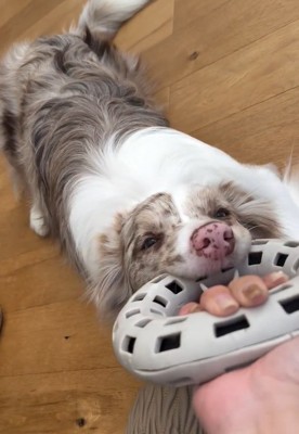 必死に引っ張るRALくん