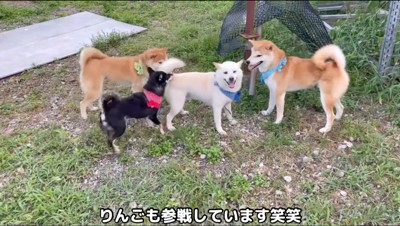 白い犬を取り囲む3匹の犬