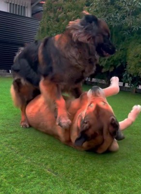 ドリーちゃんとびびちゃん